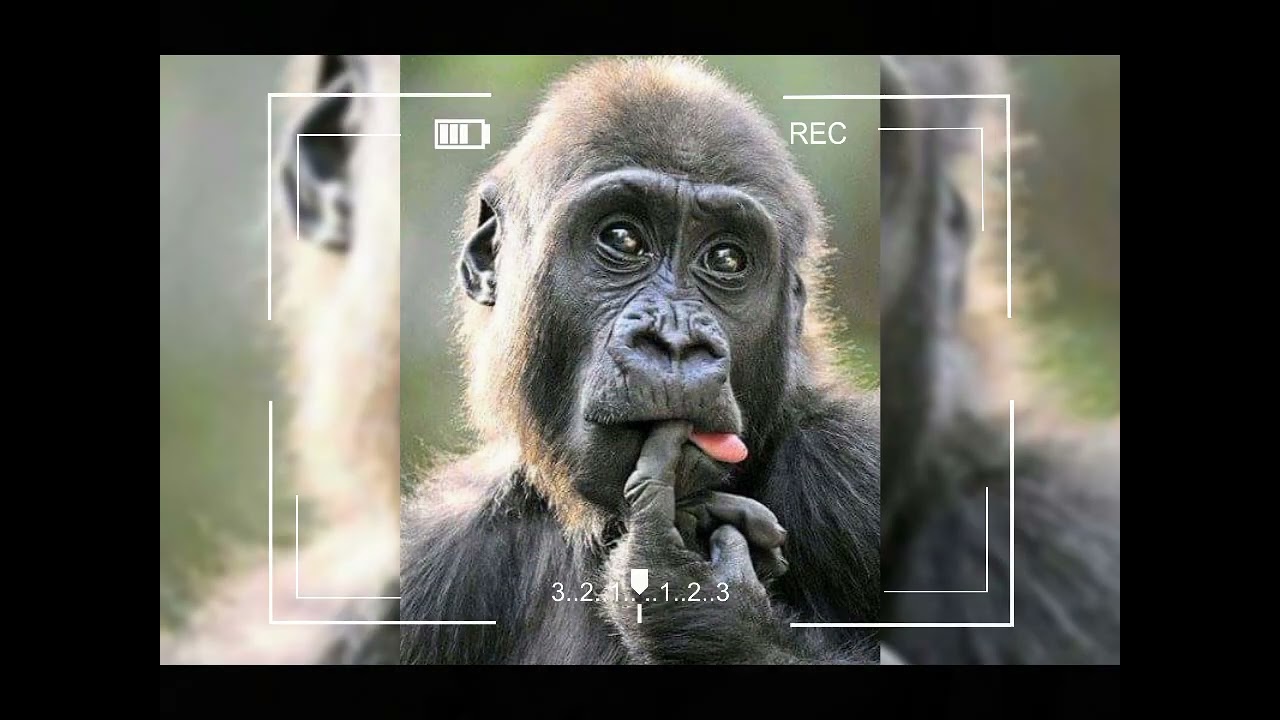 monkey talaga ako Sa past life ko😂