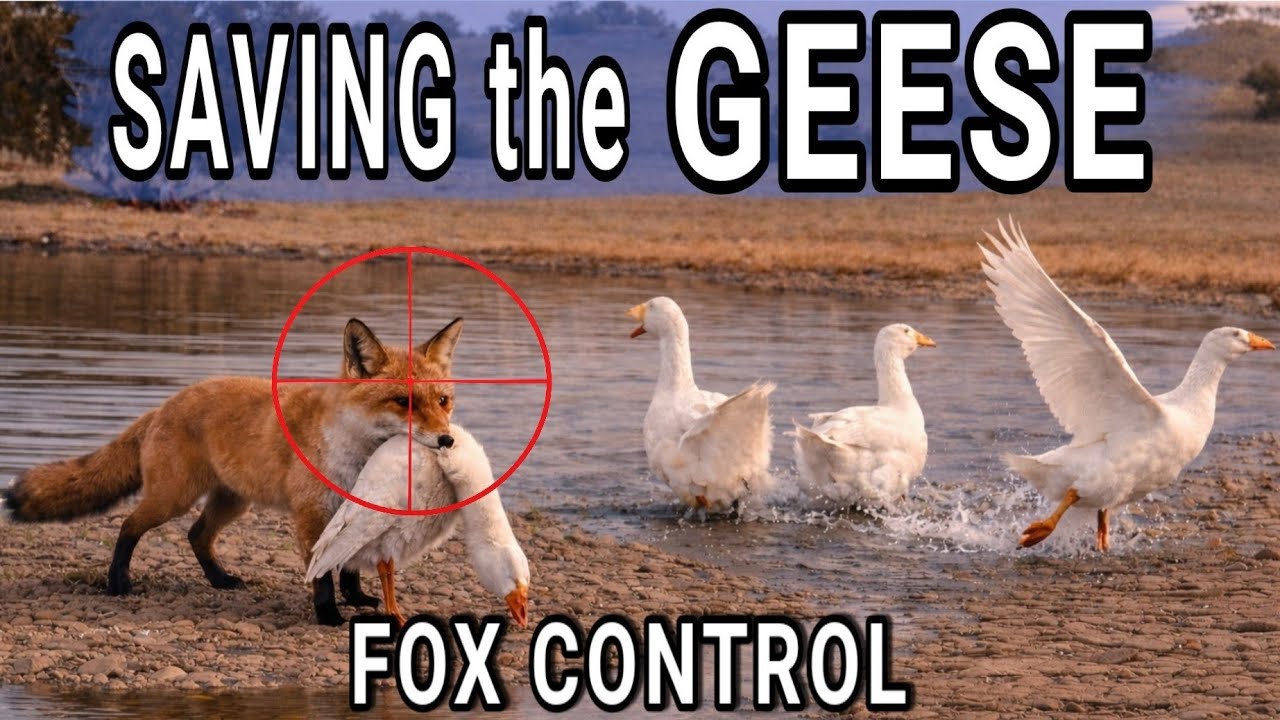 FOXES WERE WIPING THEM OUT - SO WE STEPPED IN