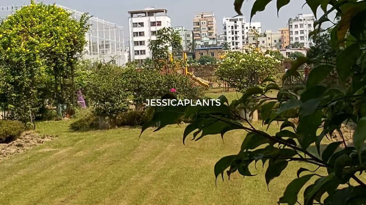 BEAUTIFUL GARDEN REVIEW NEAR MY CHILDHOOD SCHOOL JESSICA PLANTS PART 05
