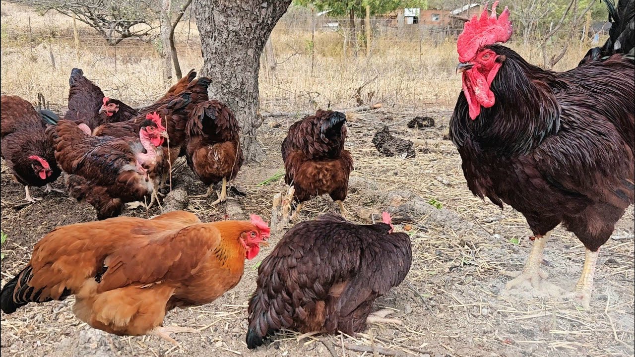 Quando as Galinhas vêem o Galo pela Primeira vez - Mitos e Verdades sobre...