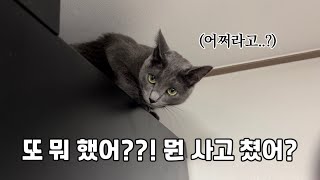 Vlog | 매일매일이 우다다다인 냥남매를 지켜보는 집사의 삶 [ 고양이브이로그 | 마따따비 | 다묘가정 | 러시안블루 | 집사브이로그 ]