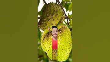 yummy soursop #yummy #fruit #video #food #shortvideo #shorts