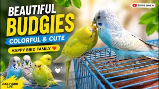 lovebirds cute video