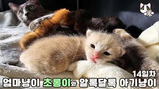 Super Adorable Kittens! Mom Cat Emiru and Her Colorful Kittens Day 14