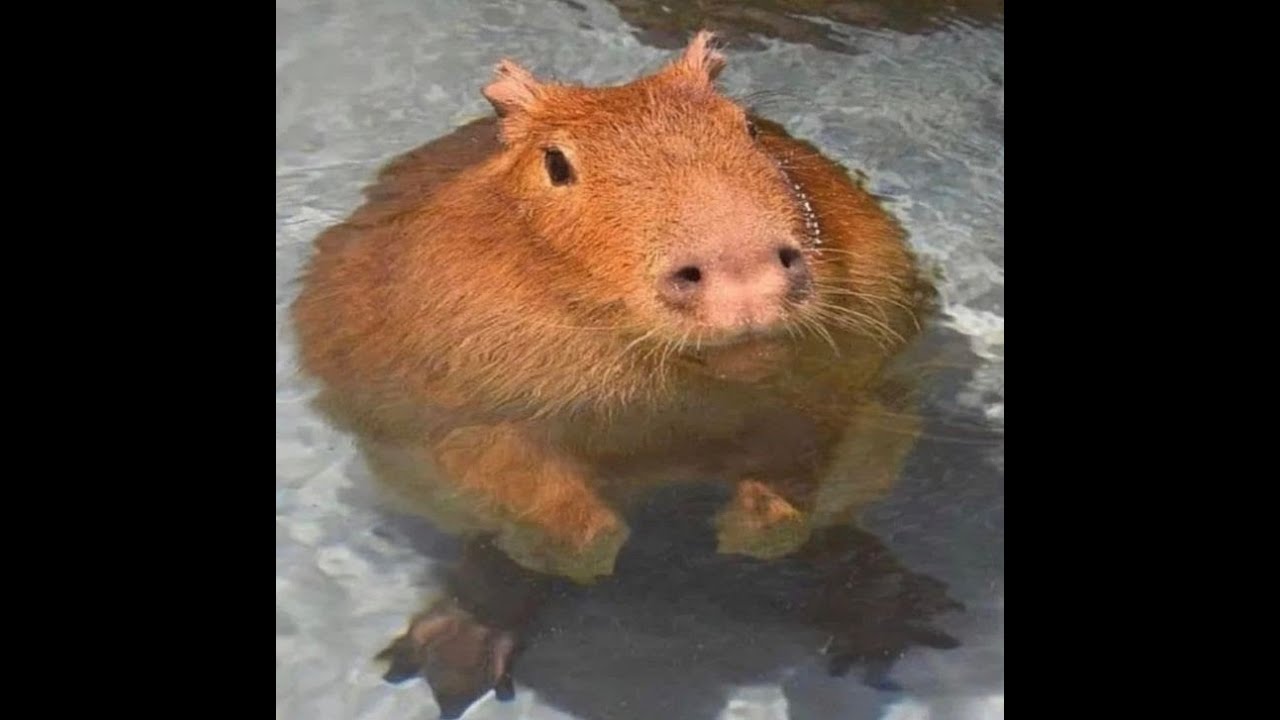 ok i pull up capybara song - YouTube