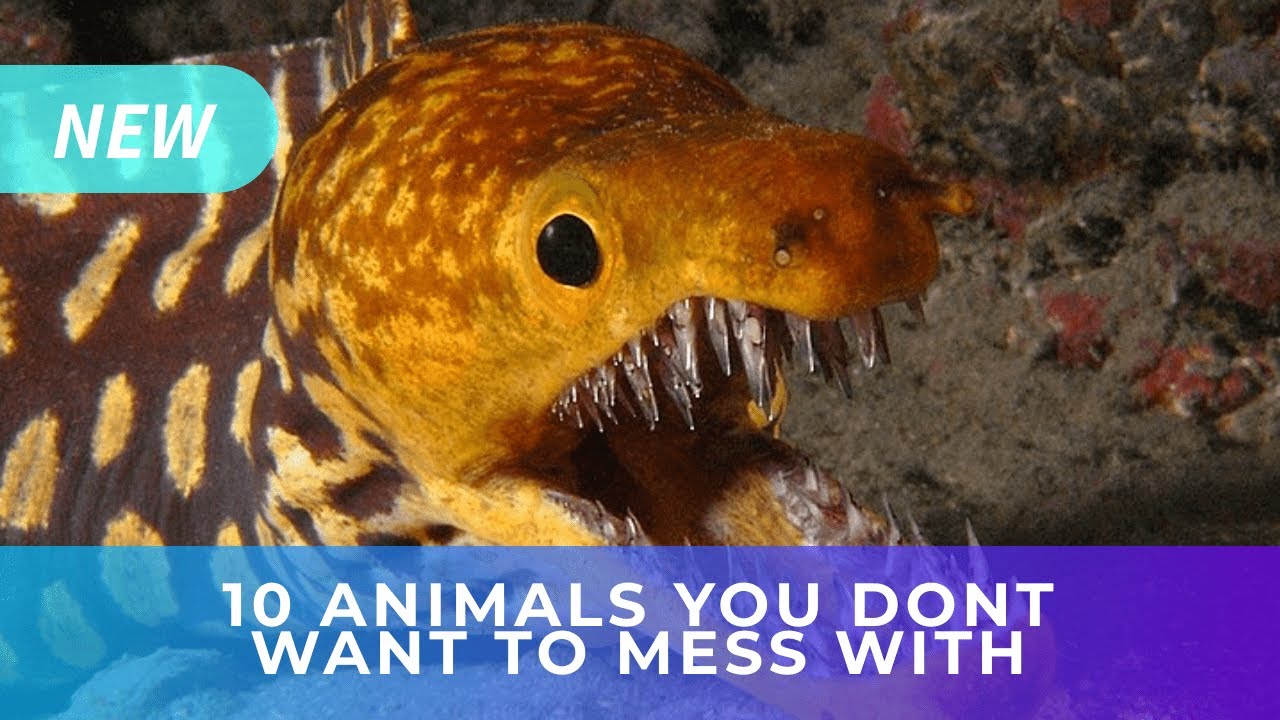 Top 10 Animals You DON'T Want To Mess With