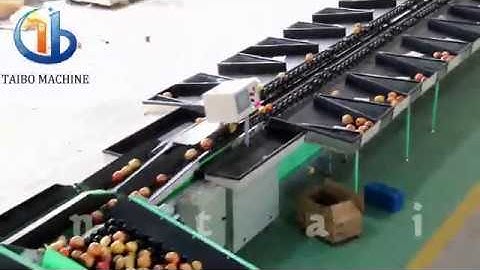 Fully Automatic！Fruit Washing Waxing Grading Line