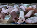 7 bệnh thường gặp ở lợn Dấu hiệu, cách phòng tránh