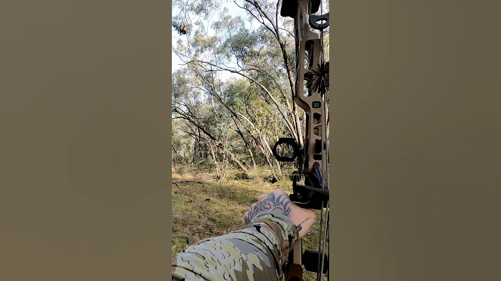 Wild Boar down in seconds with my bow #bowhuntingaustralia #bowhunting #boar #shorts #archery #hunt