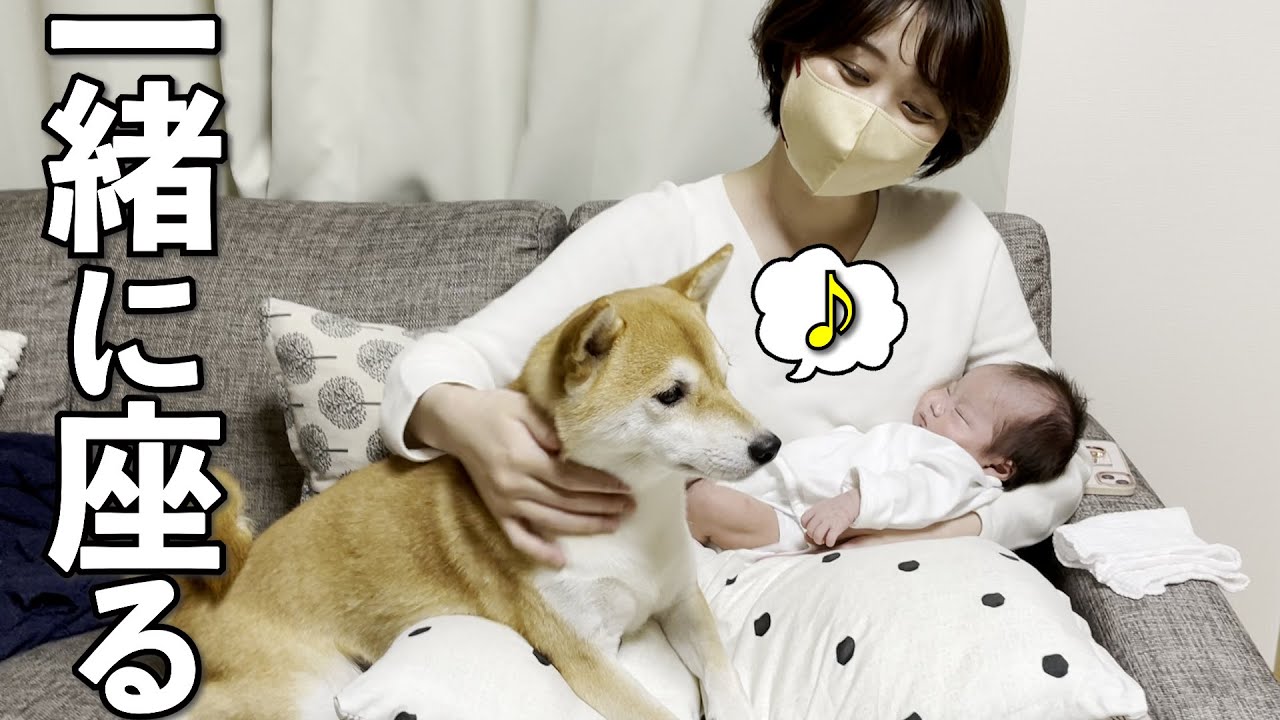 赤ちゃんの場所を徐々に侵略する柴犬が可愛い
