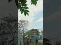 Whistling effective to stop the Rain#nature #shortvideo