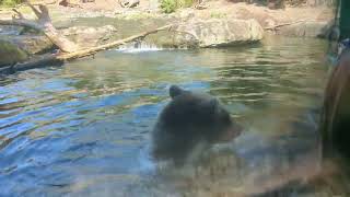 Bear eats duckling at Seattle zoo!