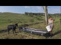 Just Weaned Calves, Camera in the Feed Trough