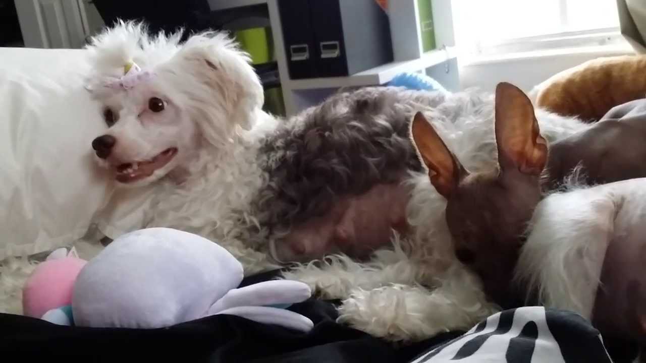 lola & mia chinese crested pregnant YouTube