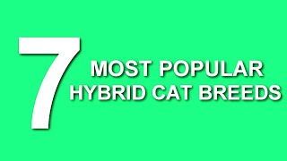 7 Most Popular Hybrid Cat Breeds!!! by CuteCats LoveLove 25 views 3 years ago 1 minute, 40 seconds