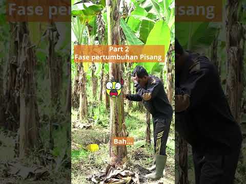 Video: Apa Persyaratan Pupuk Pisang: Tips Memberi Makan Tanaman Pisang