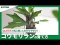 ☘105：コウモリランの育て方｜どんな場所で育てたらよいの？苔玉のやり方は？水やりや肥料の与え方などもご紹介【PlantiaQ&A】植物の情報、育て方をQ&A形式でご紹介