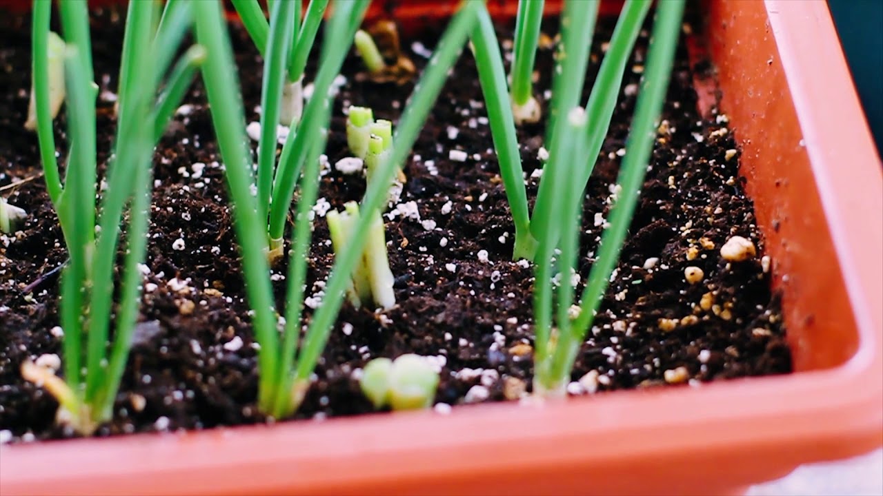 Growing CHIVES from scraps in a Container YouTube