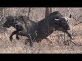 Buffalo approach in the open!!! Hunting Buffalo in Zimbabwe / Episode 7