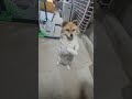 바둑이 #cute #강아지