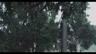 Trees n rain