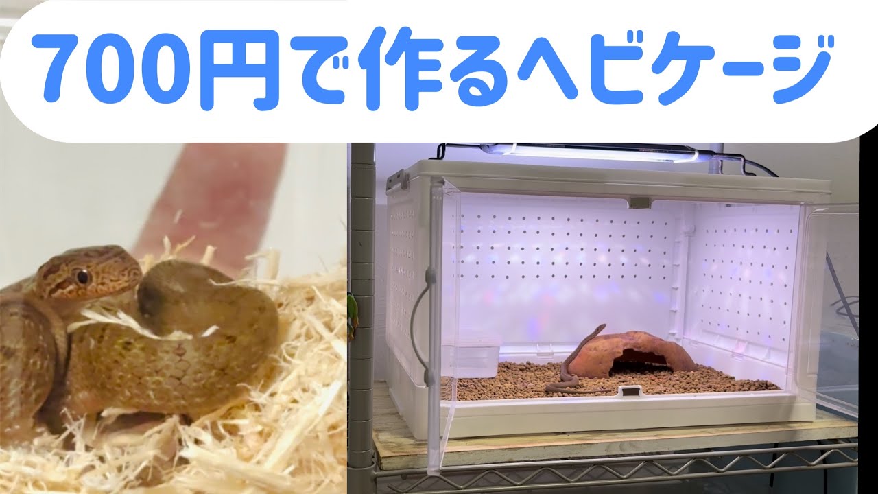 A high-quality snake cage made from Daiso for just 700 yen! This