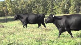 Edgewood Angus COWS - 11/28/15 sale