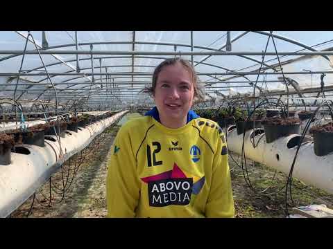 Video: Hoe Aardbeien Voor De Winter Te Bevriezen: Subtiliteiten, Nuances En Recepten