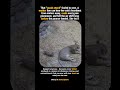 She Knew All Along #wildlife #animals #cute #viral #animalshorts #nature #lion #facts