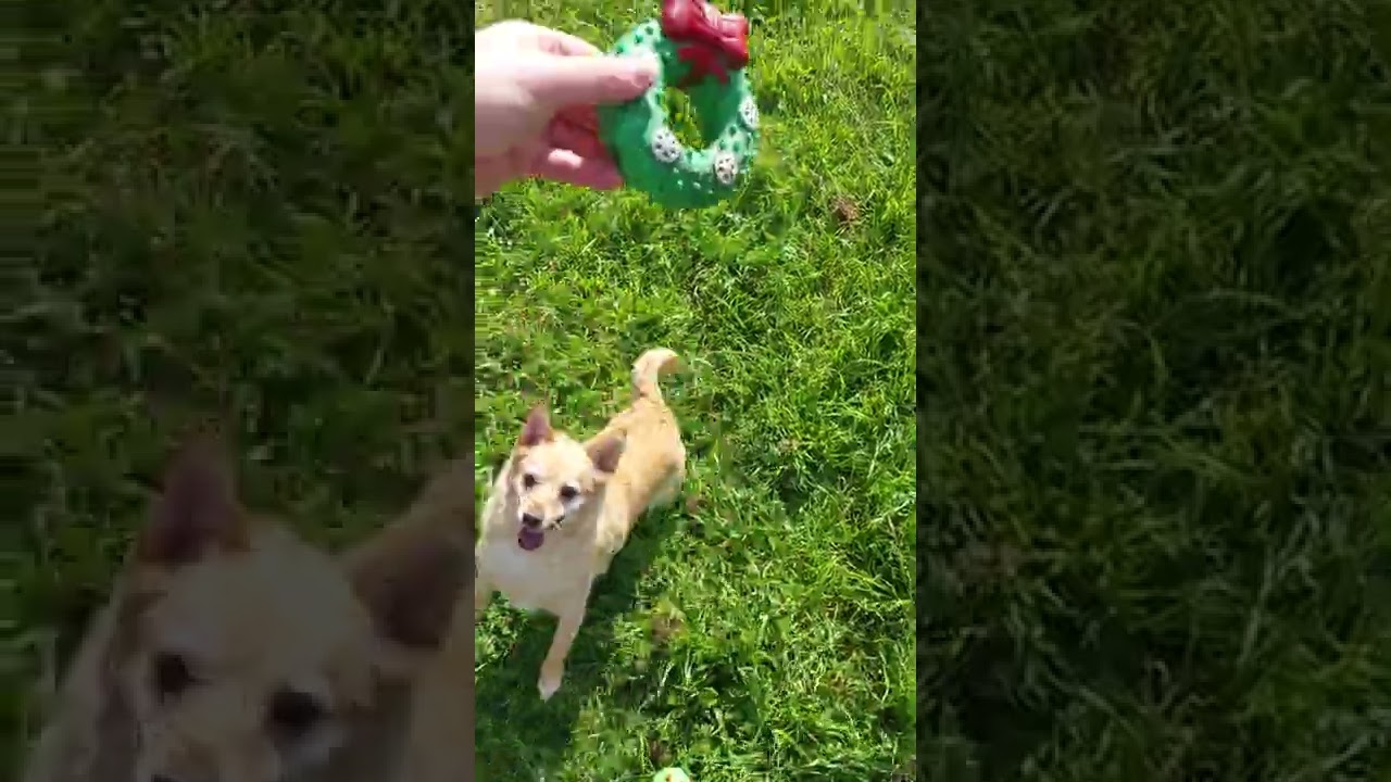 DOG LOVES SQUEAKY TOY🇦🇺🐕🐕‍🦺🦮🐩dogdogsdoglover dogtoydogvideos 