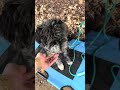 Exposure Training With Anxious Dog Pt3 #dogtraining