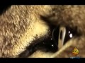 HD عالم الحيوان الاسود   الجزيرة الوثائقية   10