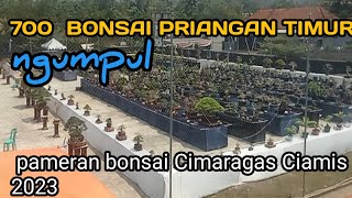Bonsai priangan timur pada ngumpul ‼️di  pameran dan kontes bonsai Cimaragas Ciamis 2023
