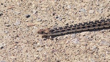 Stock Video - Bull snake slowly slithering across dirt road