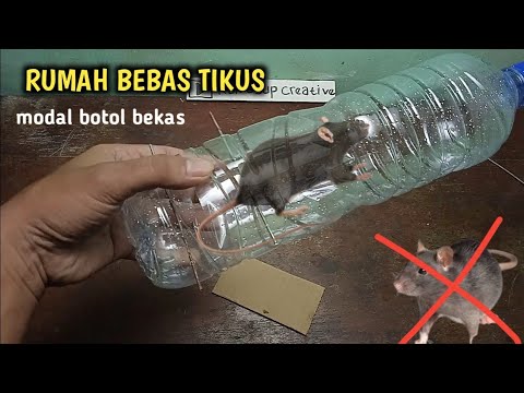 Mousetrap from an old bottle