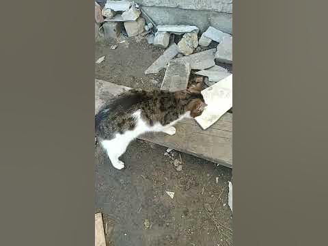 муська. - YouTube