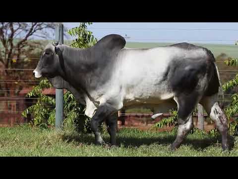 LOTE 43  |  Leilão Touro Pronto Katispera