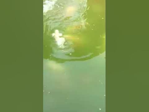 Зелене озеро - YouTube