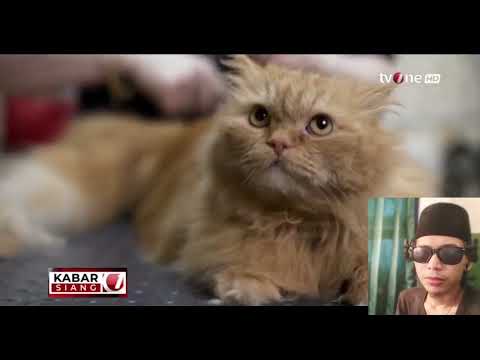 Bisnis penitipan hewan peliharaan saat lebaran