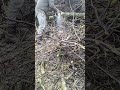 #обрізка#чистка#горіх#прибирання