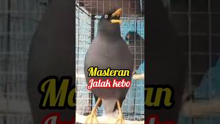 Download Lagu Masteran jalak kebo #shorts MP3