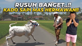 Download Lagu RUSUH BANGET!! KELILING KAMPUNG BERSAMA SAPI KADO DARI MAS HERMAWAN MP3 Download Lagu RUSUH BANGET!! KELILING KAMPUNG BERSAMA SAPI KADO DARI MAS HERMAWAN MP3