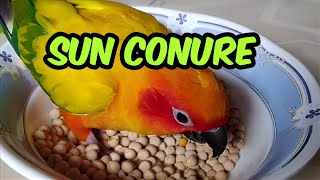 Sun Conure - 10 by Birds Bucket 896 views 4 months ago 1 minute, 55 seconds