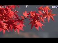 冬紅葉  中村仁美 /coverちーさん
