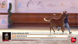 N 119 Bucefalo Italian Nationals 2019 Futurity Colts Cl 14