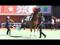 ビービーガウディ🐎パドックで暴れ後蹴り❗でも とどかなぁーいっ 退場 ワールドオールスタージョッキーズ2016札幌競馬 4K30p Panasonicデジタル4KビデオカメラWXF990M撮影映像