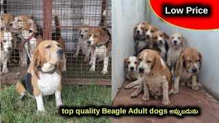 Top quality Beagle dogs for sale in aj pets