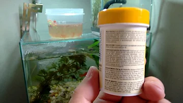 Como alimentar filhote de peixe espada?