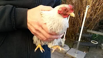 Wie bade ich ein Huhn?
