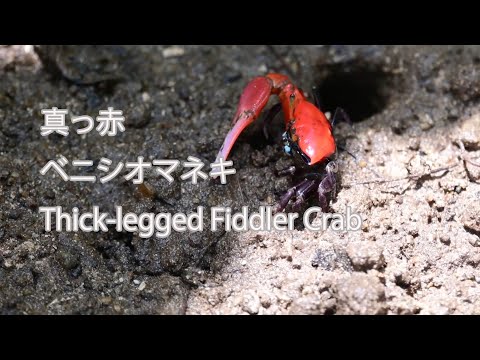 【真っ赤】ベニシオマネキ Thick-legged Fiddler Crab